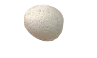 JB - Katha Badaam - Almonds With Hard Shells - B Quality - 1 KG